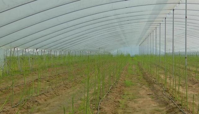 芦笋种植技巧:育苗,选地和施肥是前提,掌握科学的追肥,培土